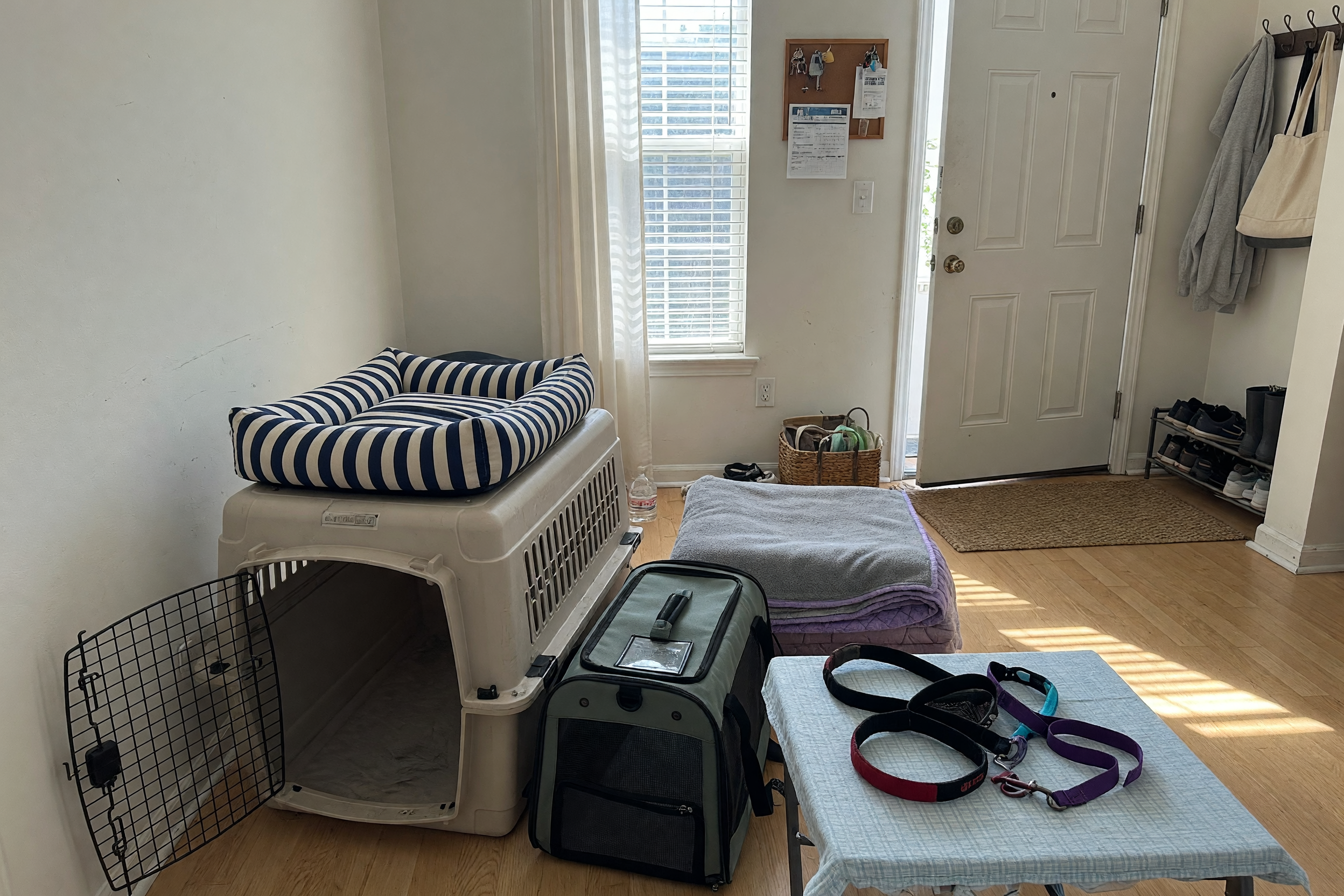 Clean used pet supplies arranged for a local pickup marketplace listing